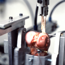 Institut für Biomechanik und Orthopädie