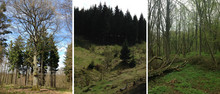DHM Orientierungslauf